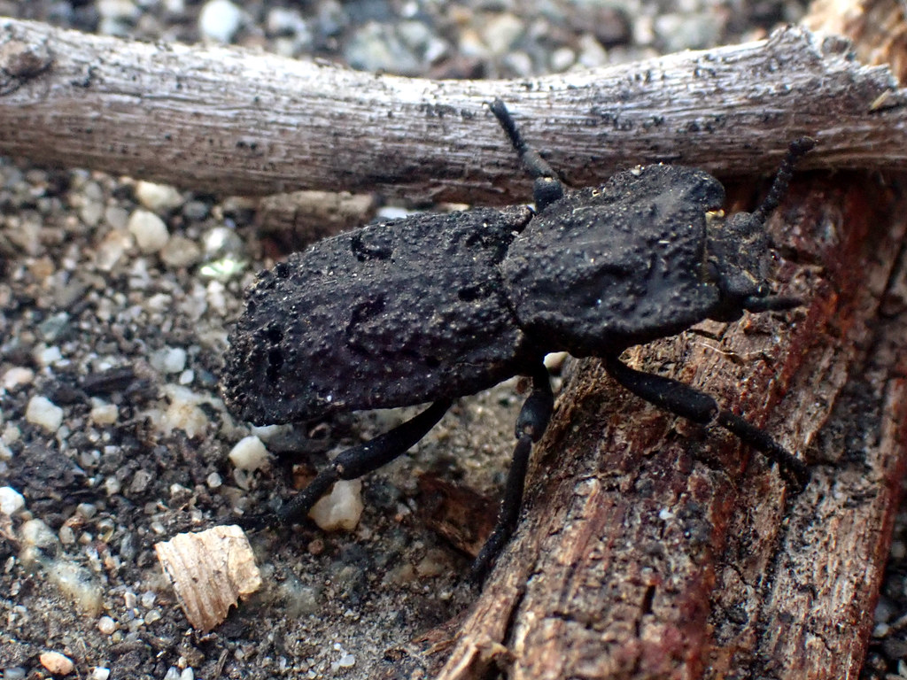 Diabolical Ironclad Beetles