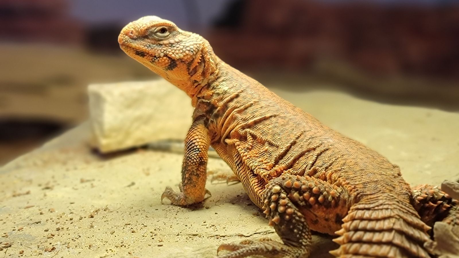 different types of uromastyx lizards