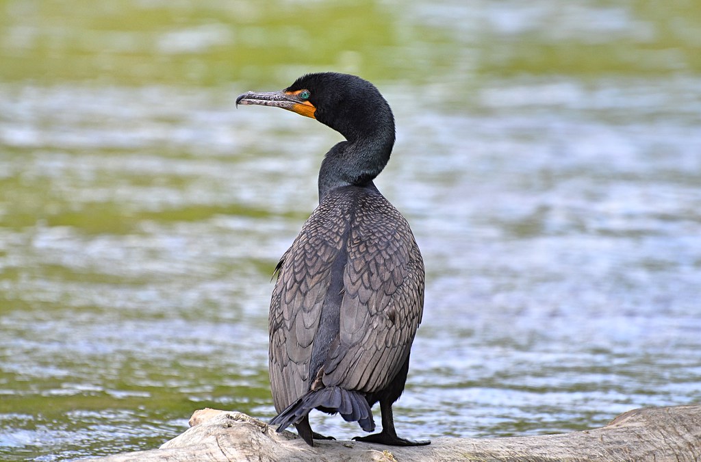 Double-crested Cormorants