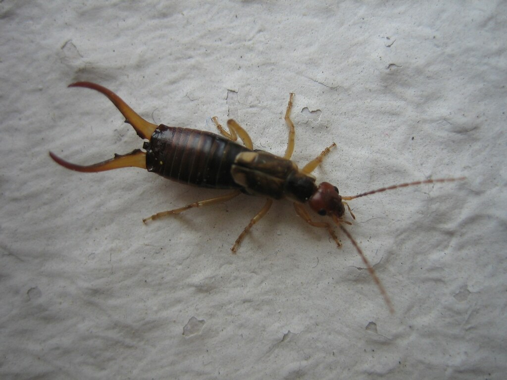 Earwigs