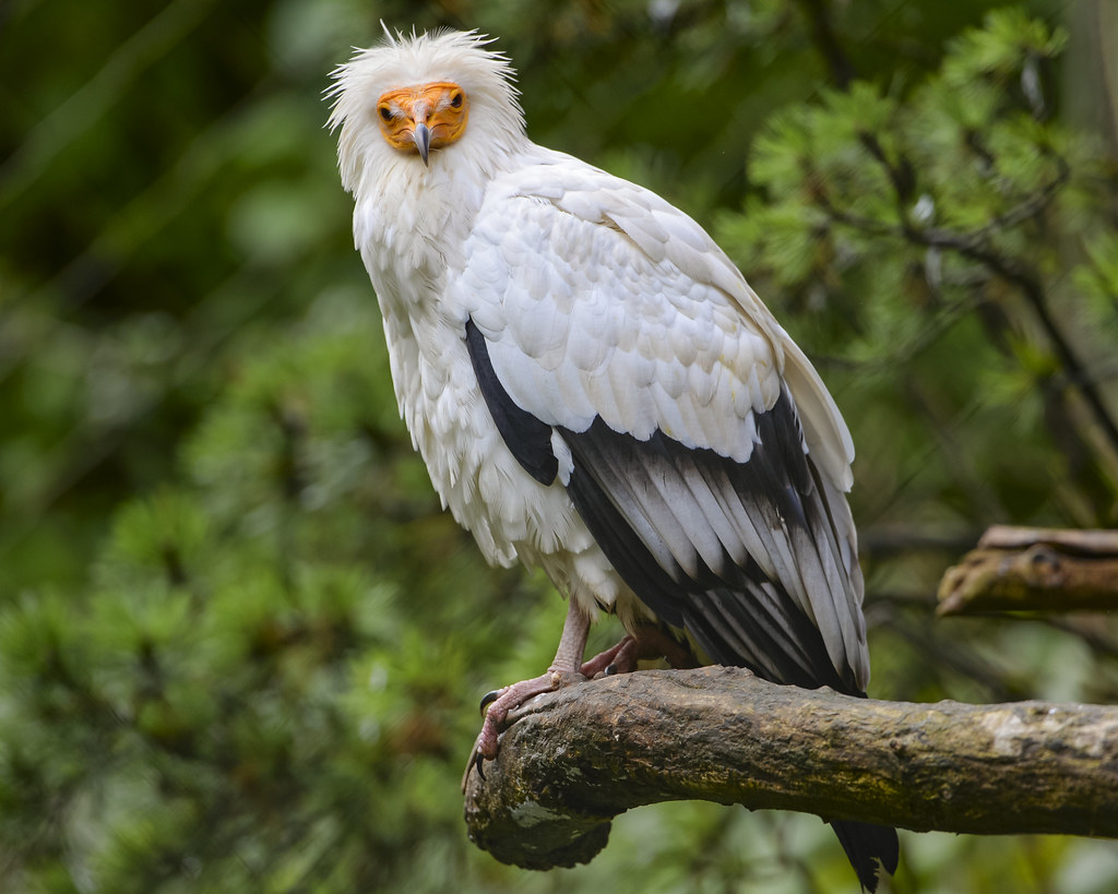 Egyptian Vulture