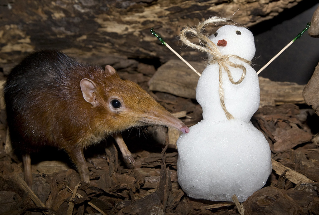 Elephant Shrew