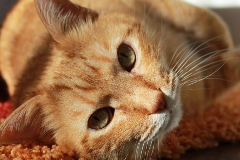 10 Facts About Orange Cats: Surprising Secrets of These Ginger Felines