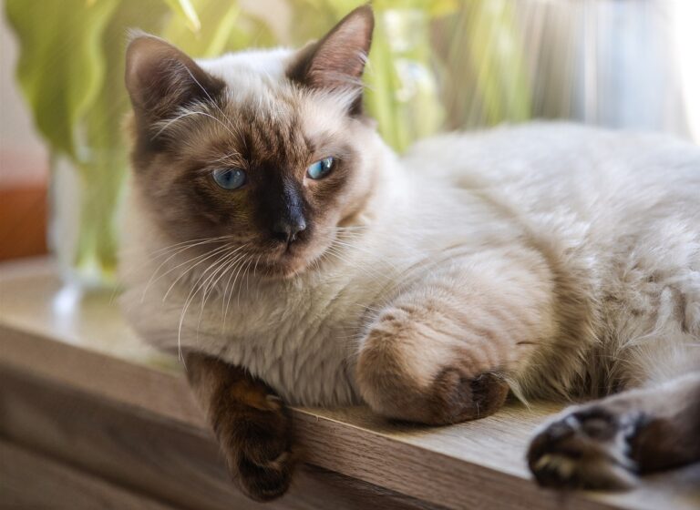10 Interesting Facts About Ragdoll Cats That Will Amaze Cat Lovers