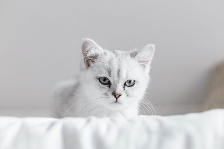 10 Facts About White Cats Every Pet Lover Should Know
