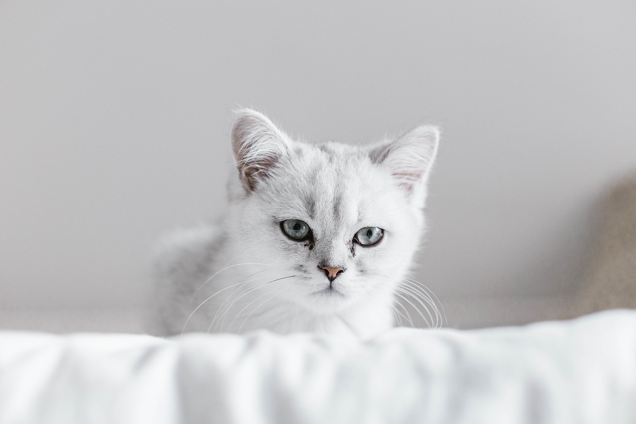 Facts About White Cats