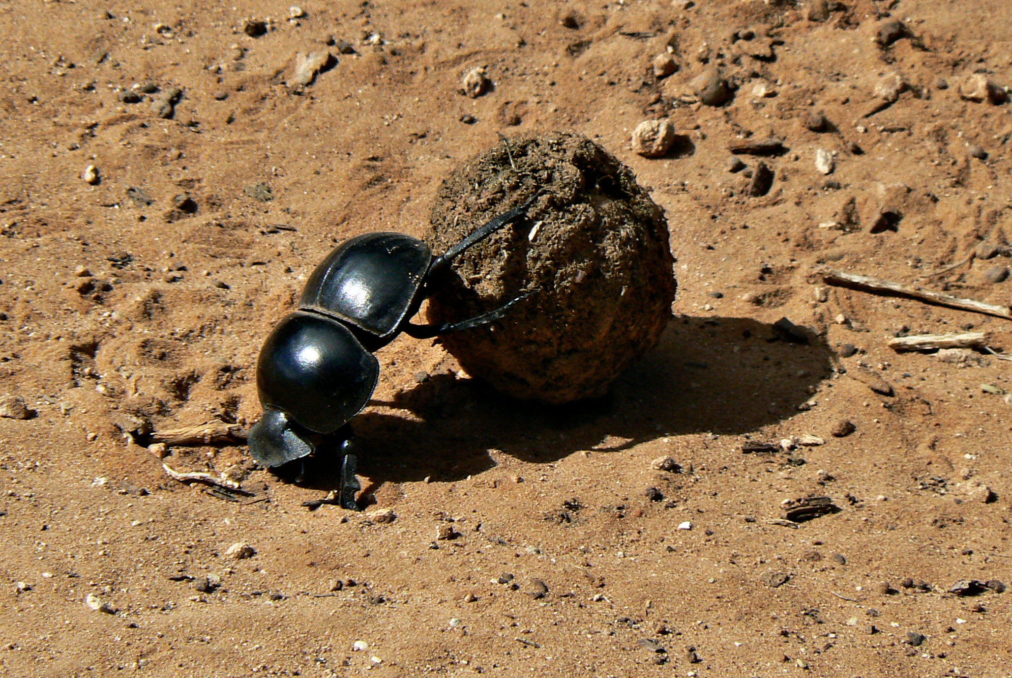 Flightless Dung Beetles