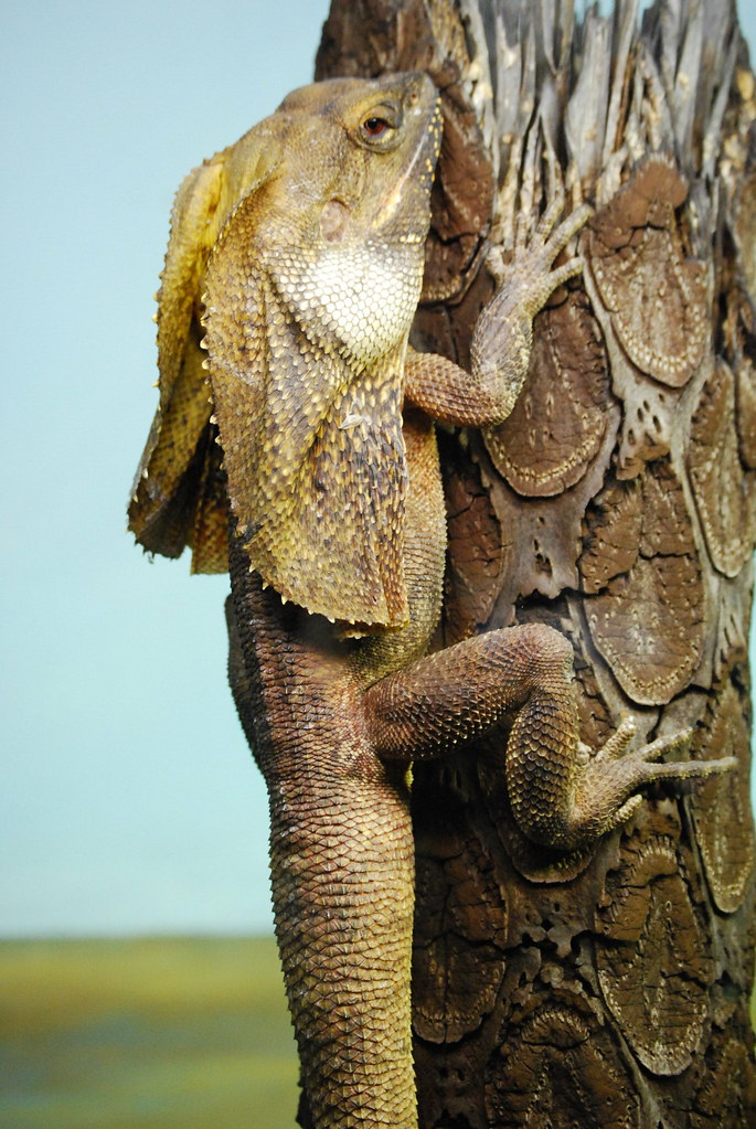 Frilled Lizard