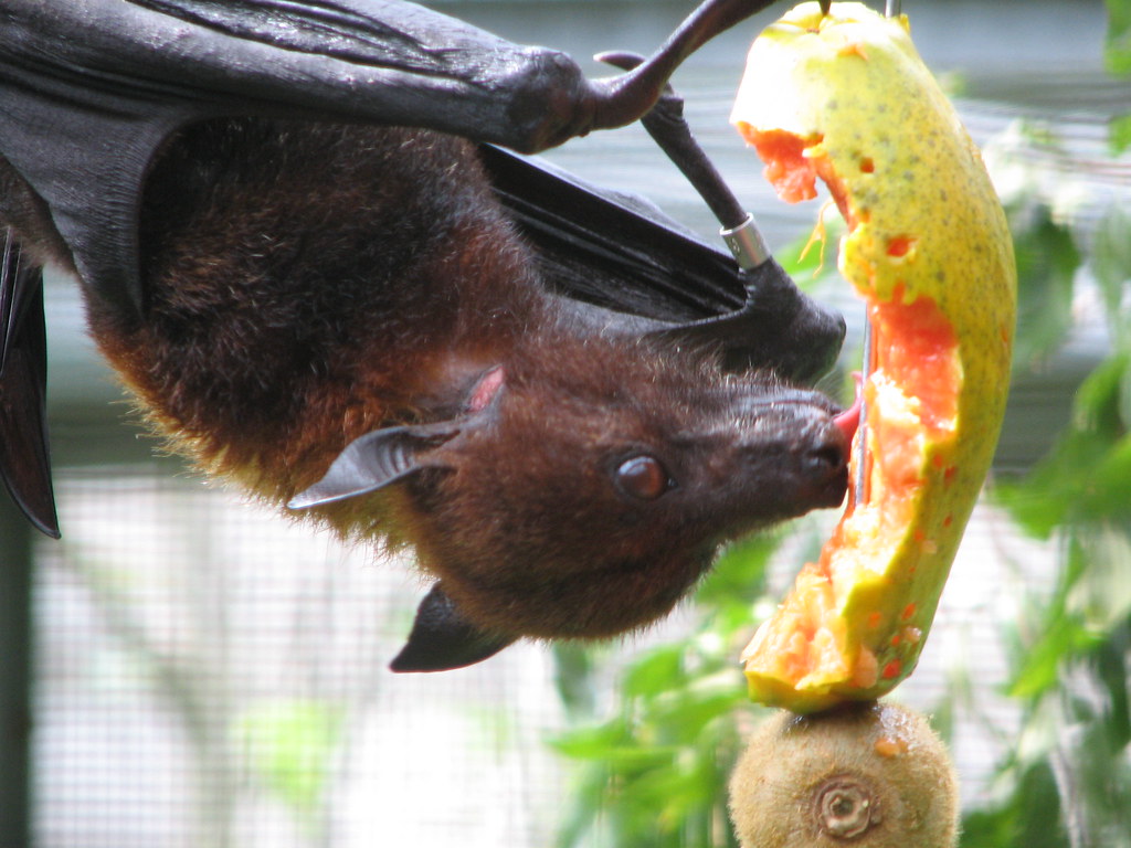 Fruit Bats
