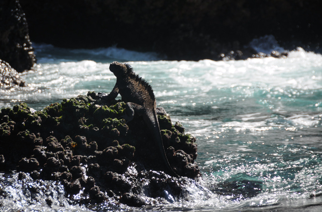Galápagos Marine Iguana