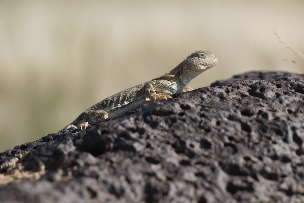 Gobi Agama