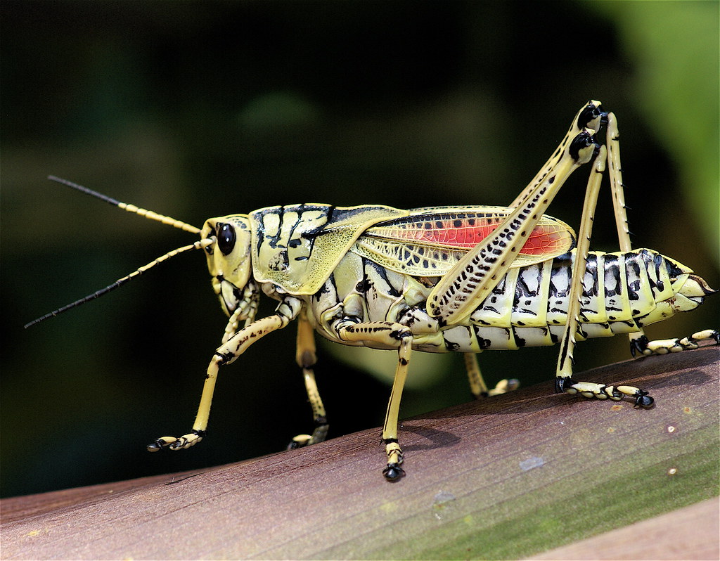 Grasshopper