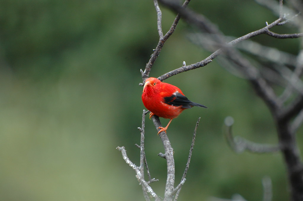 Hawaiian Honeycreeper