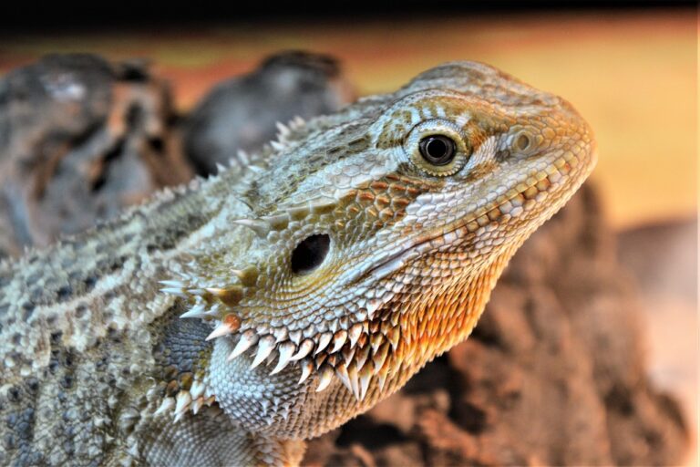 How Long Can Bearded Dragons Go Without Food?