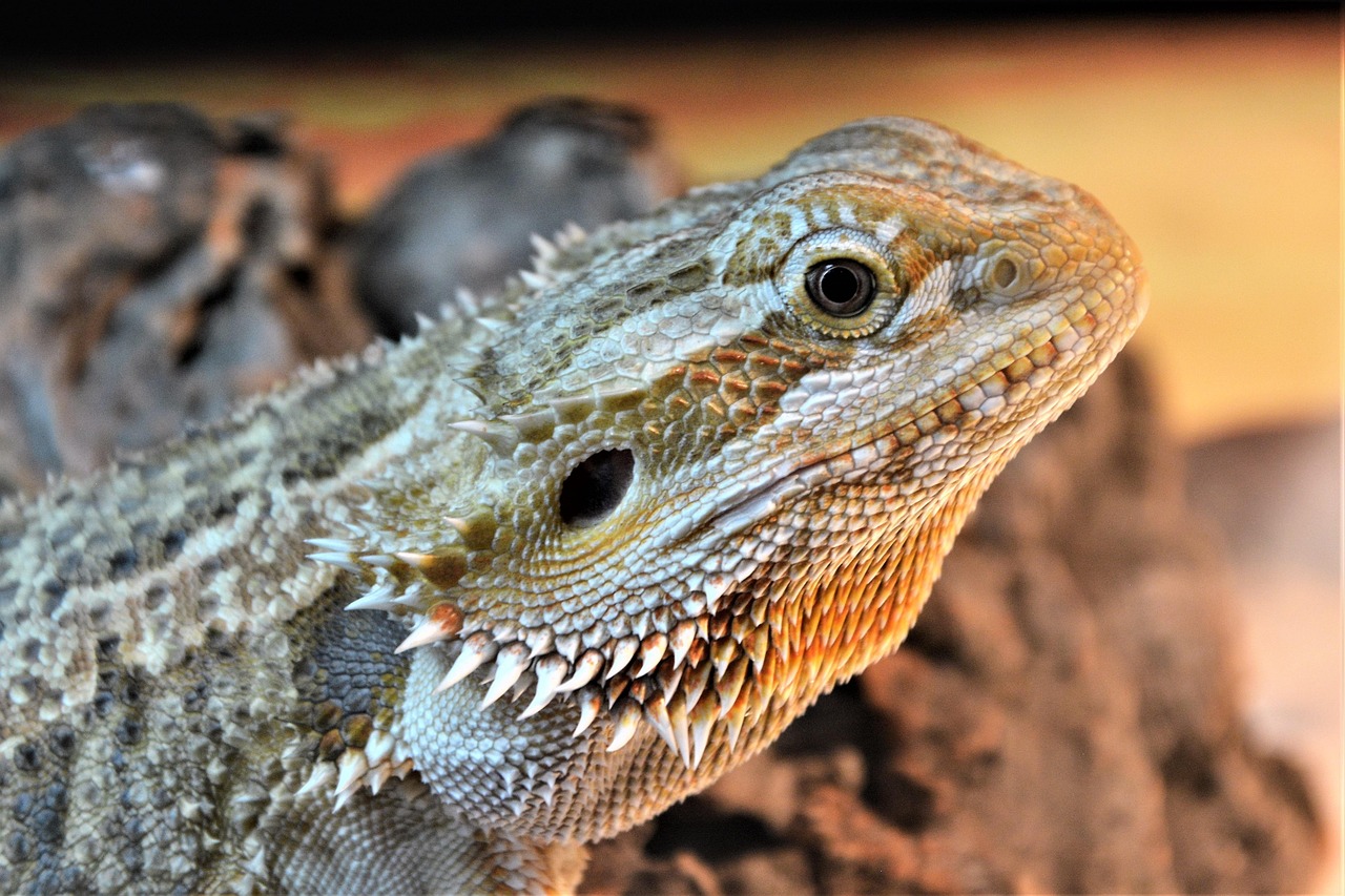 How Long Can Bearded Dragons Go Without Food