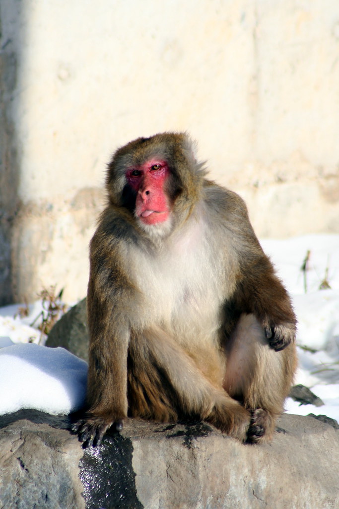 Japanese Macaque