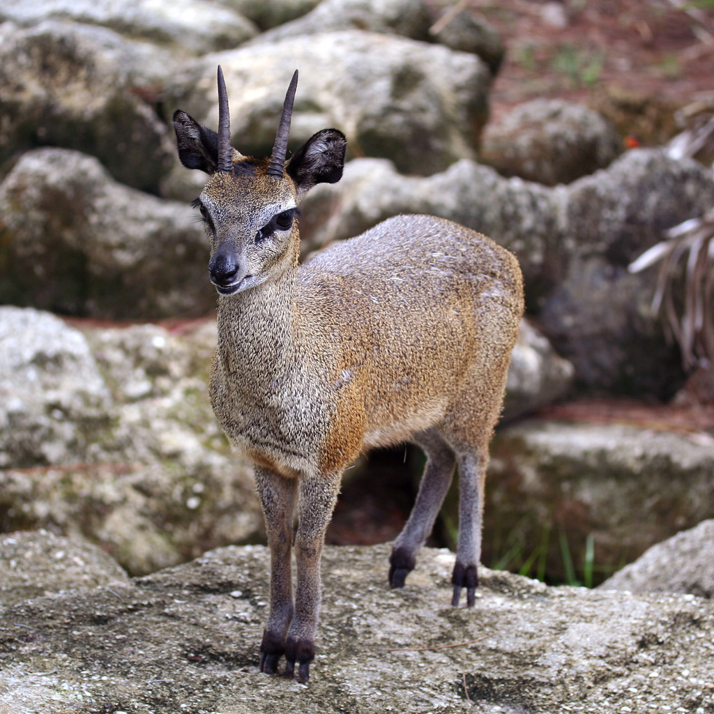 Klipspringer (African Antelope)