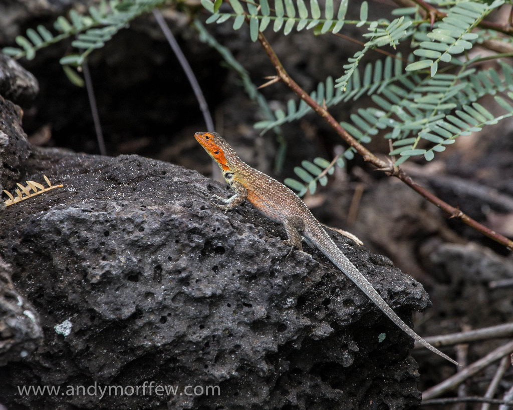 Lava Lizard