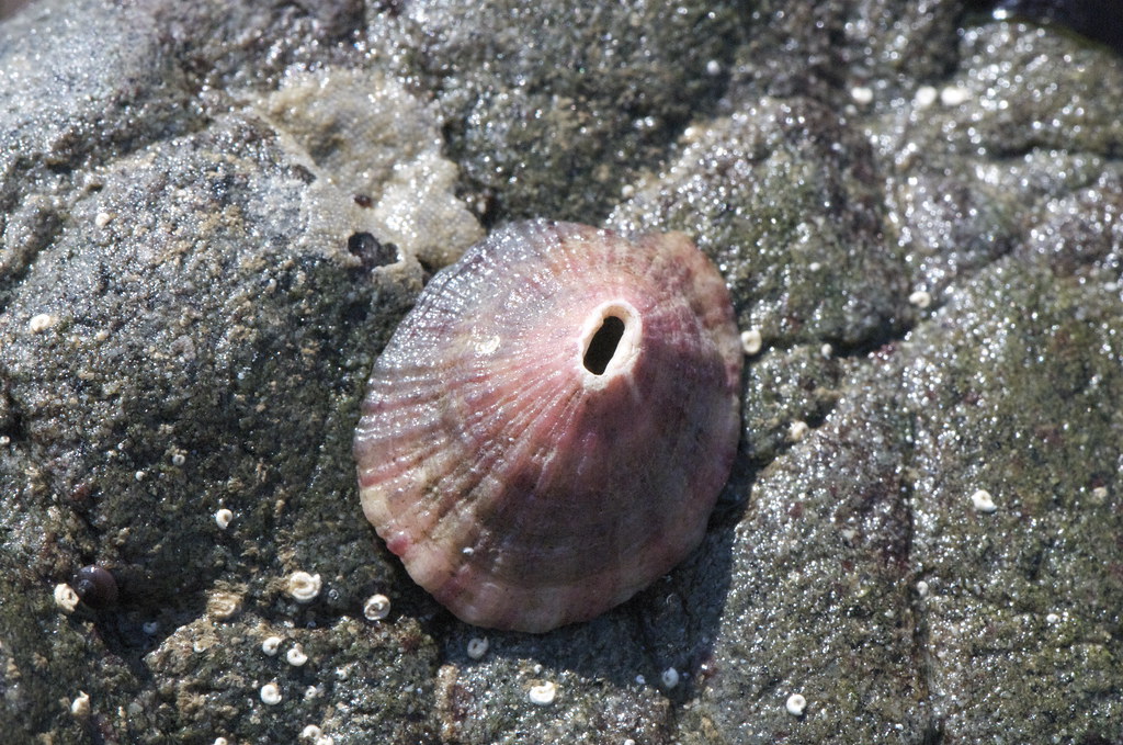Limpets