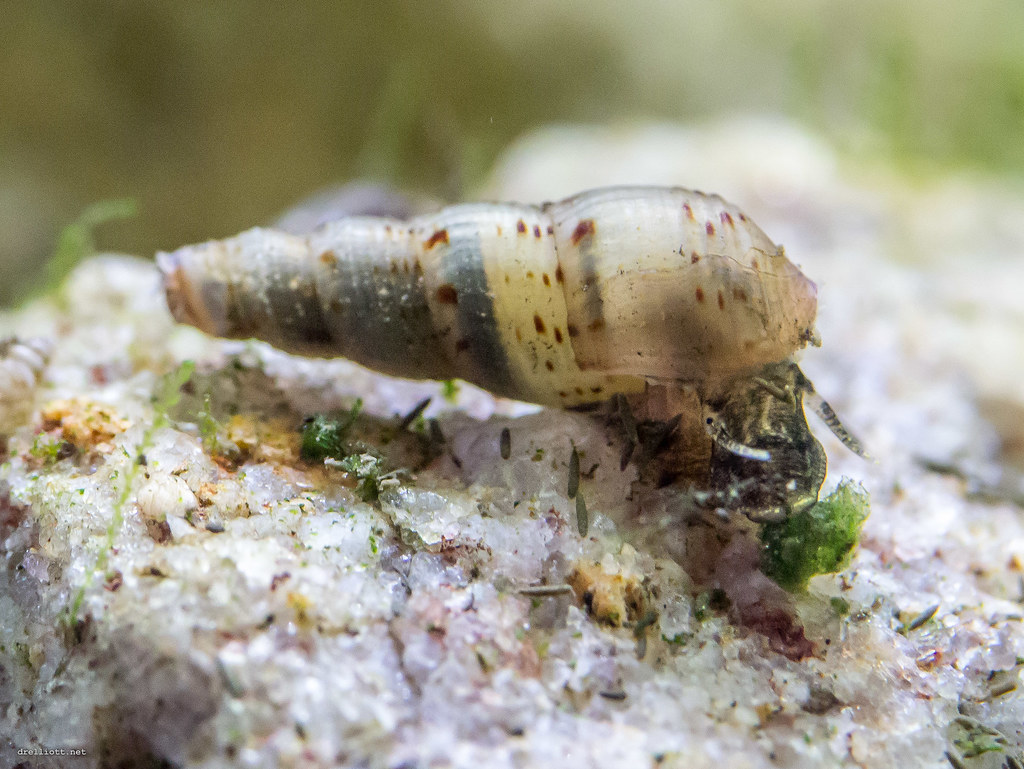 Malaysian Trumpet Snail