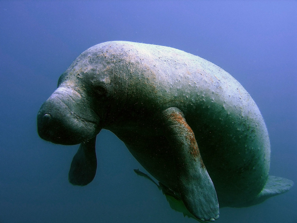 Manatees