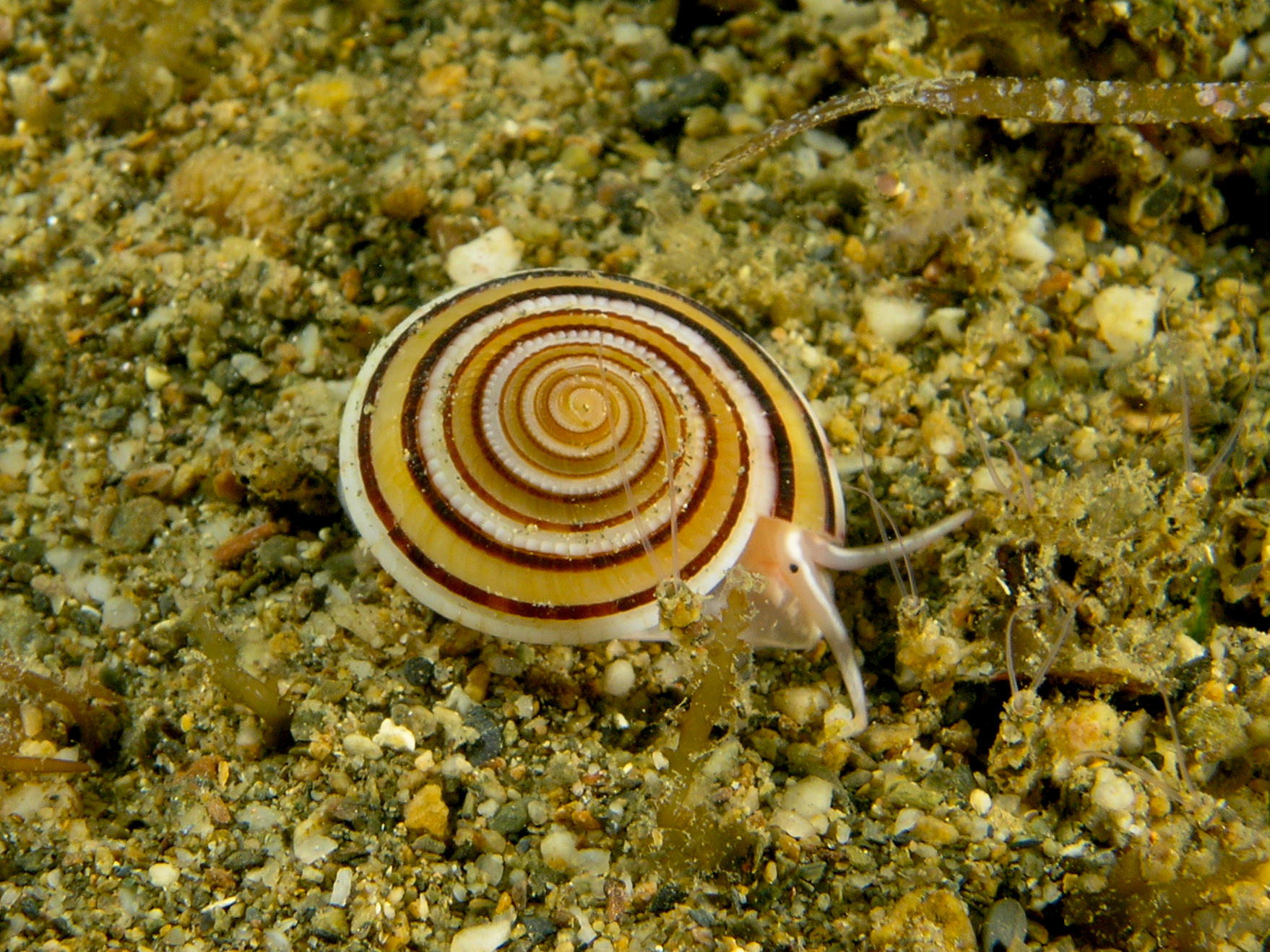 Marine Snails