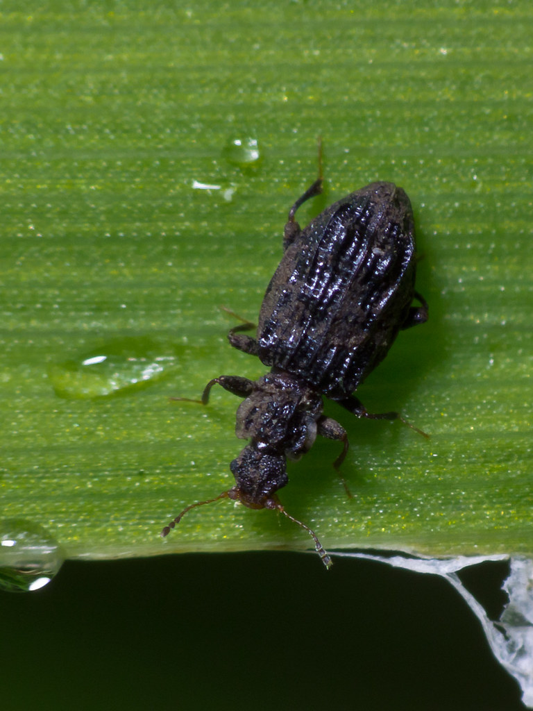 Minute Brown Scavenger Beetles