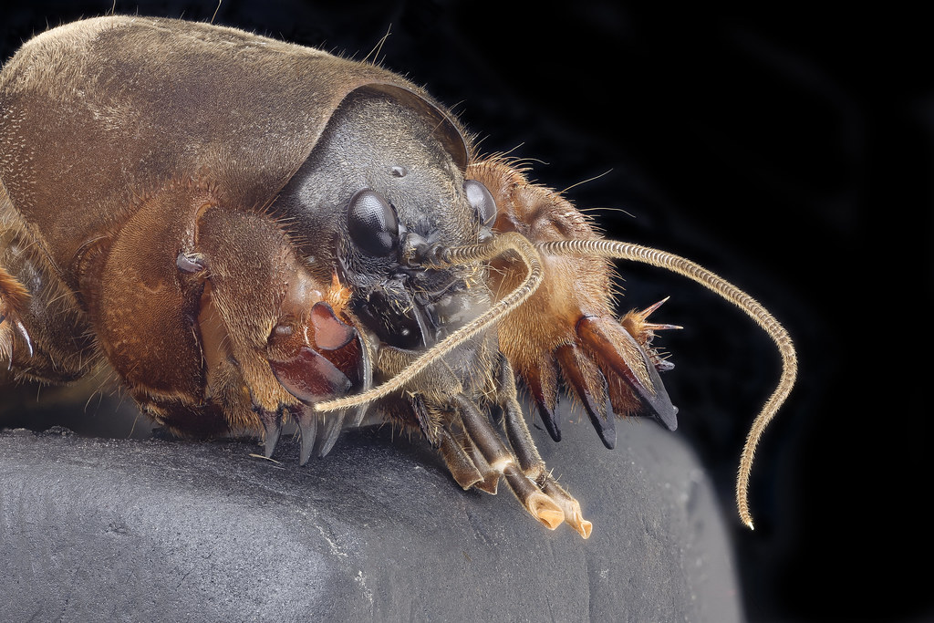 Mole Crickets