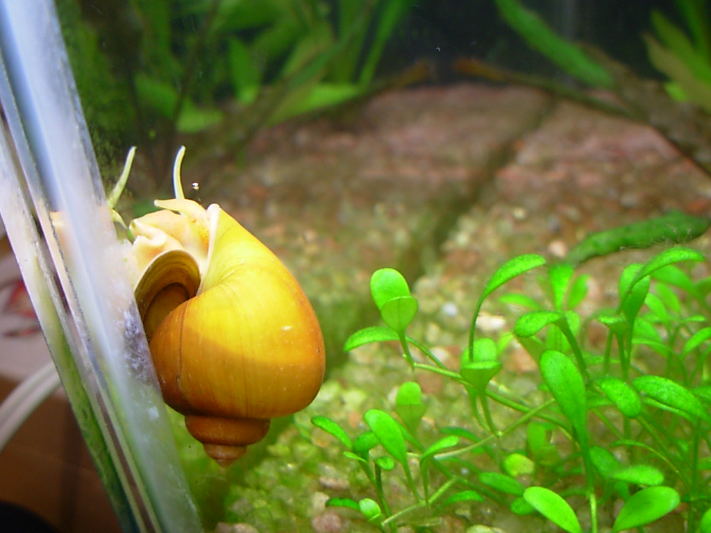 Mystery Snail (Pomacea bridgesii)