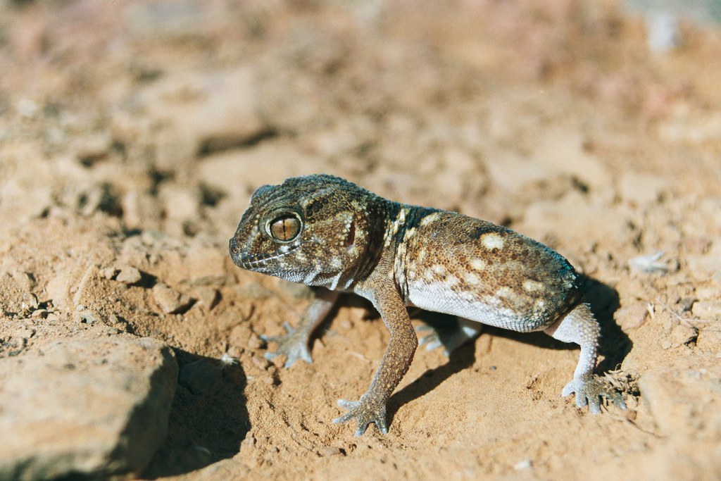Namib Desert Gecko