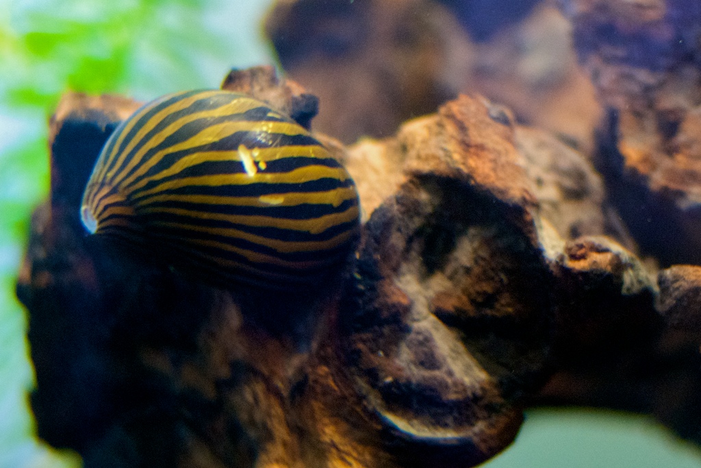 Nerite Snail