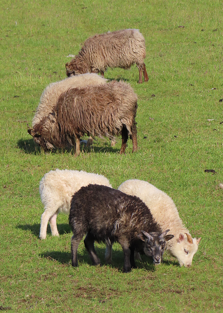 North Ronaldsay Sheep