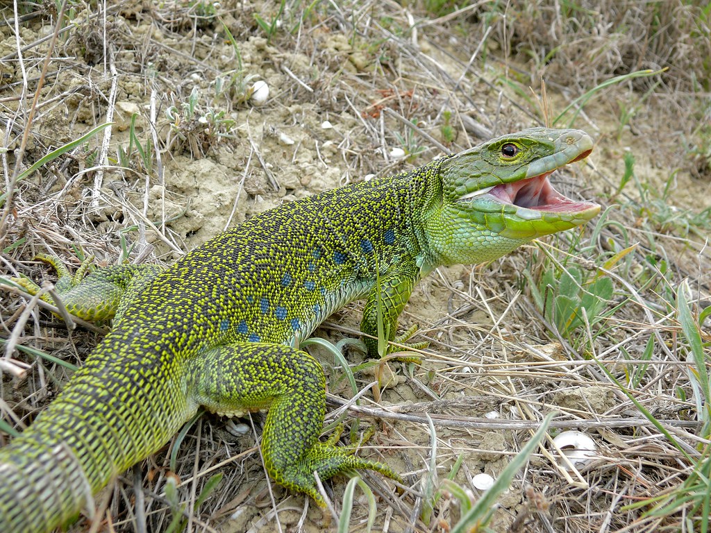 Ocellated Lizard