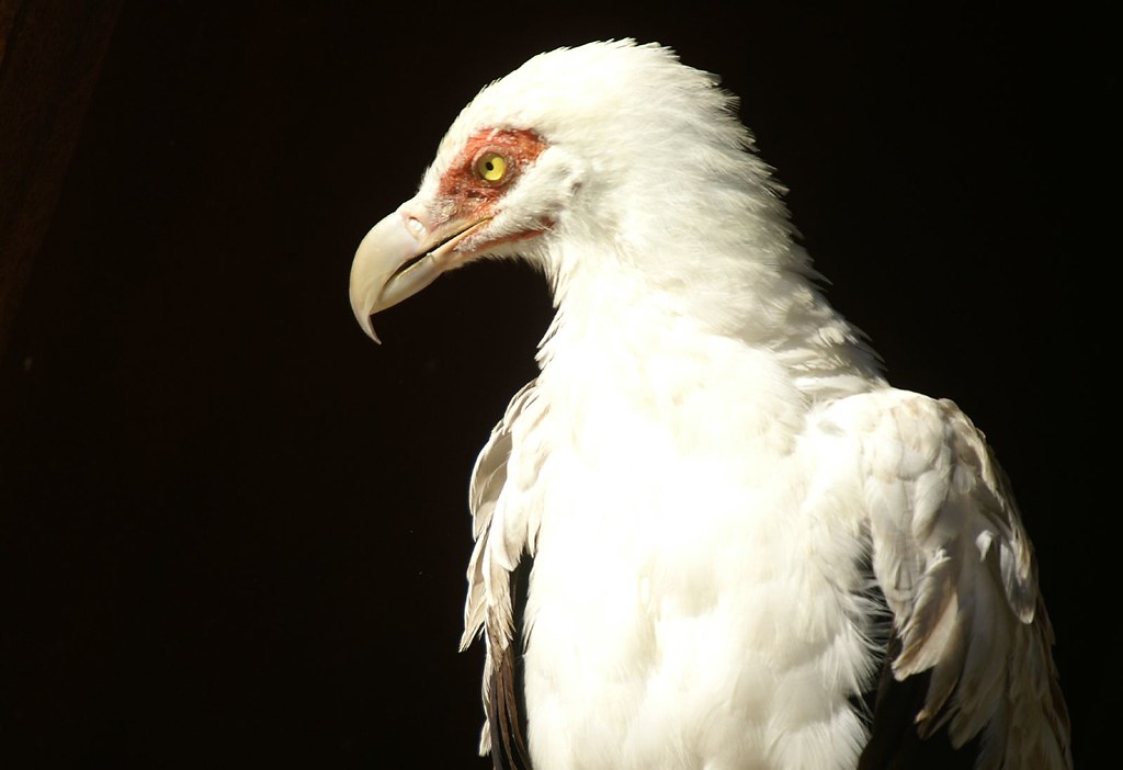 Palm-Nut Vulture