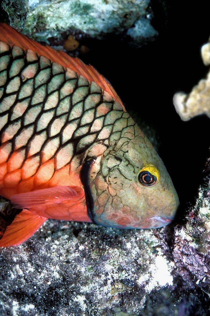 Parrotfish