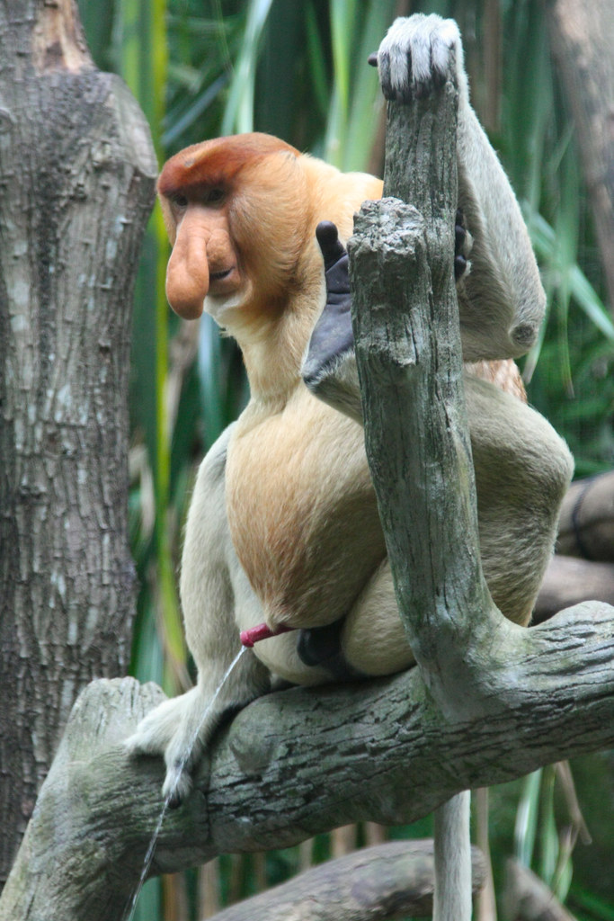 Proboscis Monkey