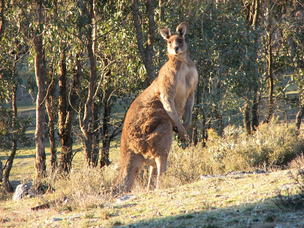 Red Kangaroo