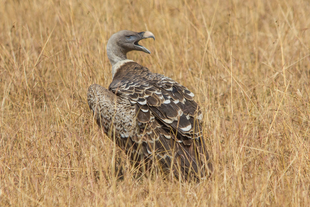 Rüppell's Griffon Vulture