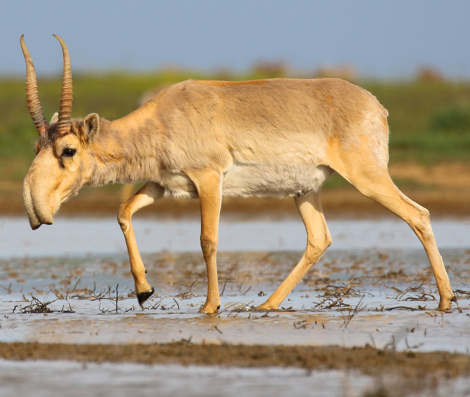 Saiga Antelope