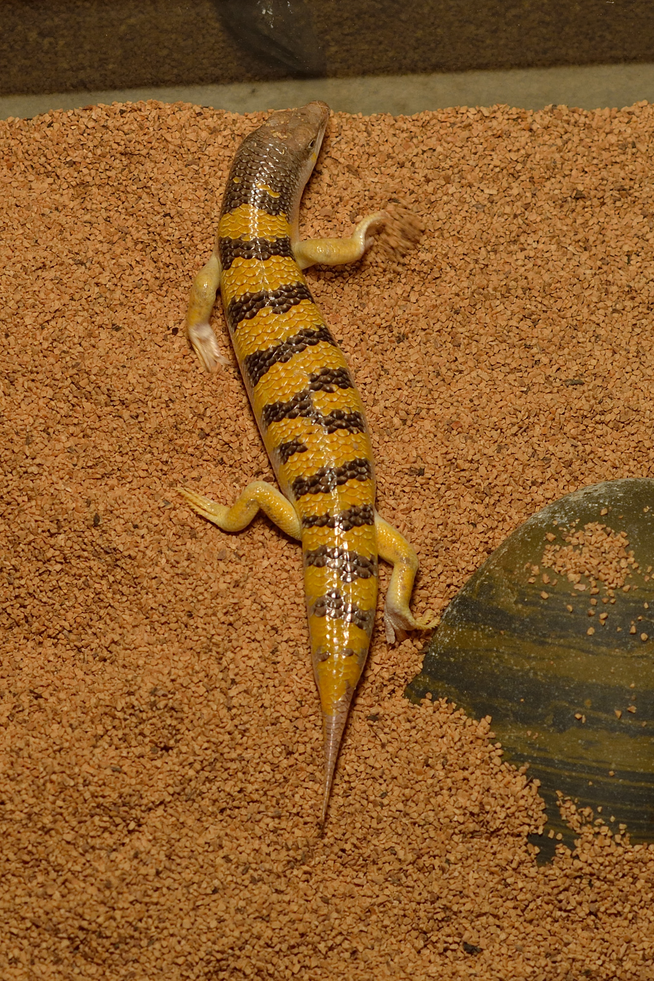 Sandfish Skink