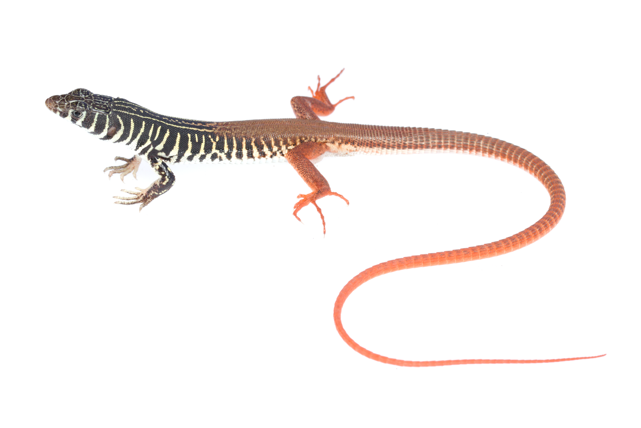 Sandveld Lizard