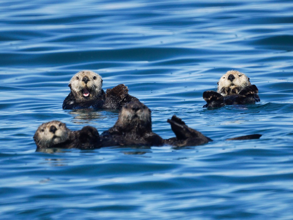 Sea Otters