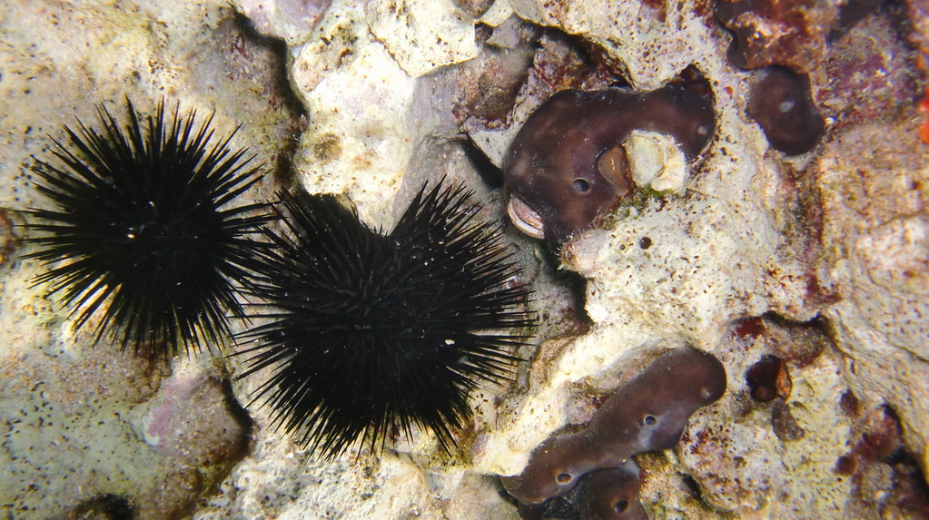 Sea Urchins