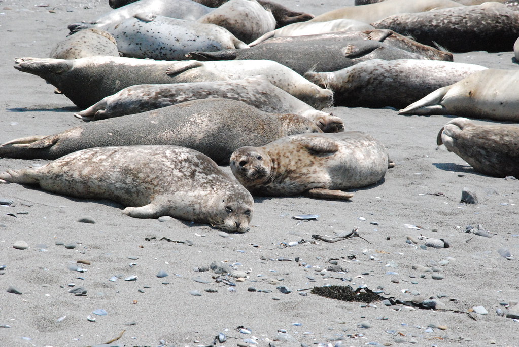 Seals