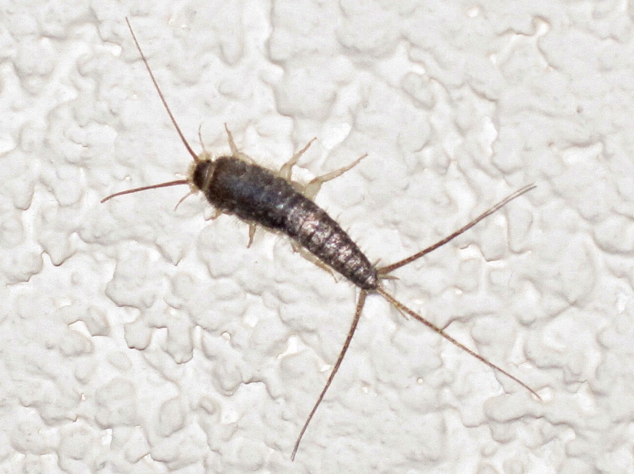 Silverfish