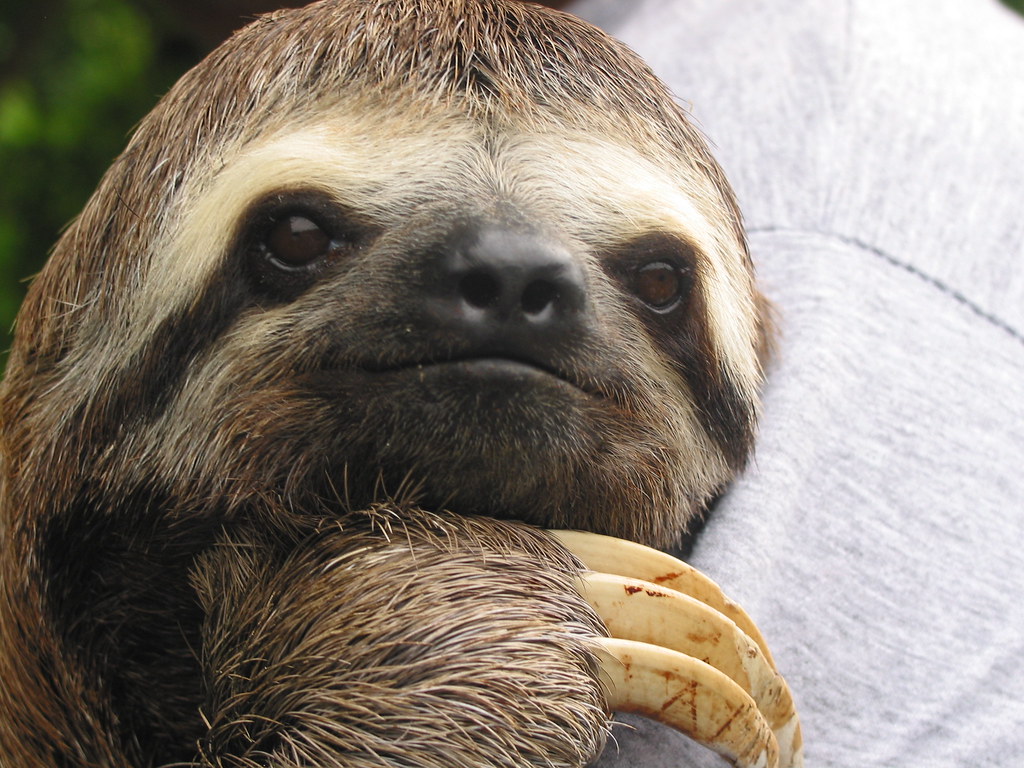 Sloths