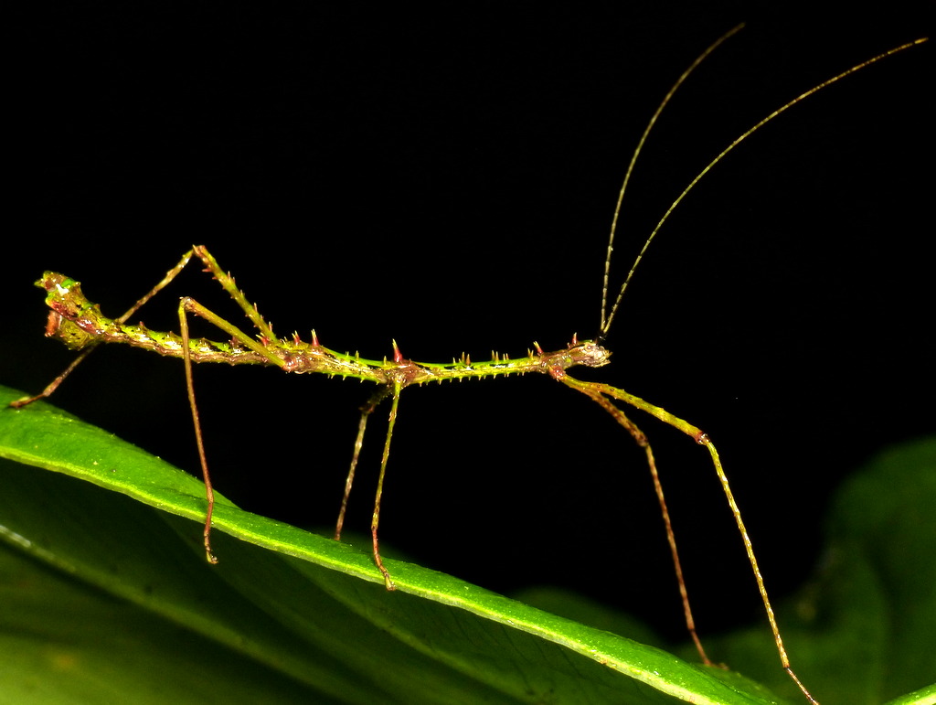 Stick Insects