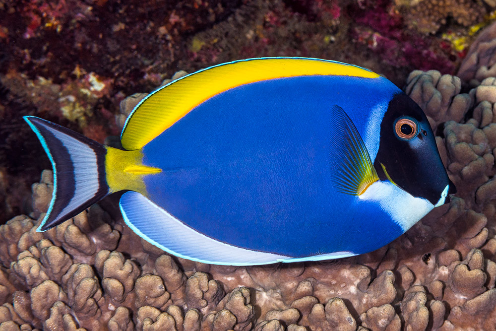Surgeonfish