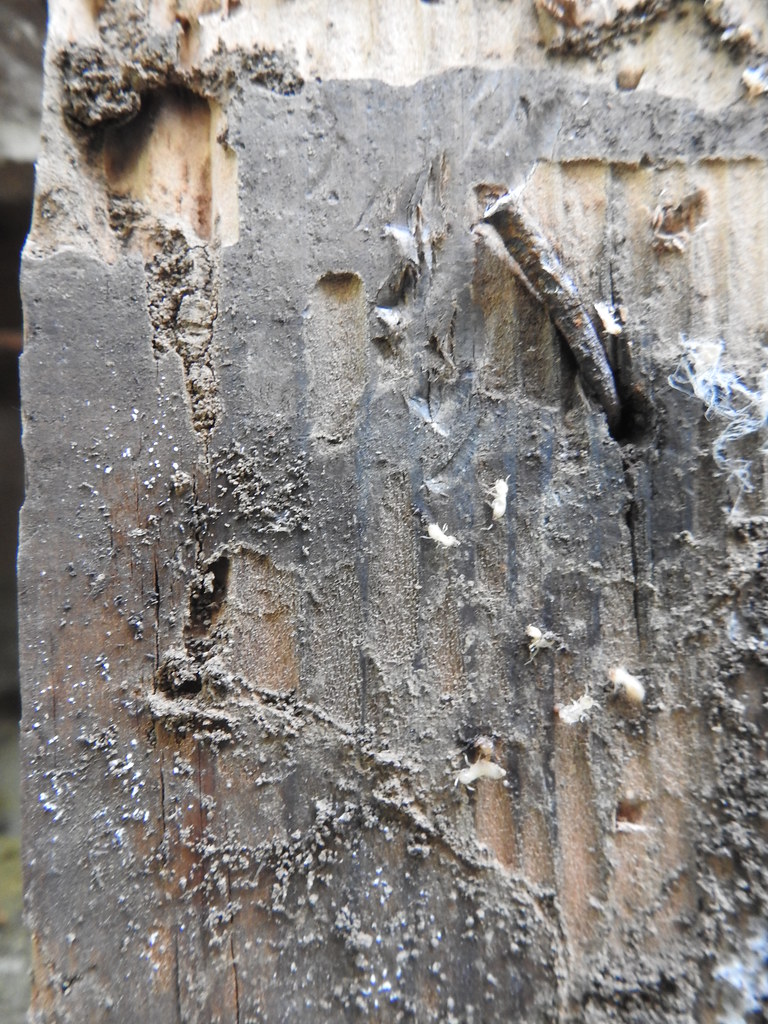 Termite Workers and Soldiers