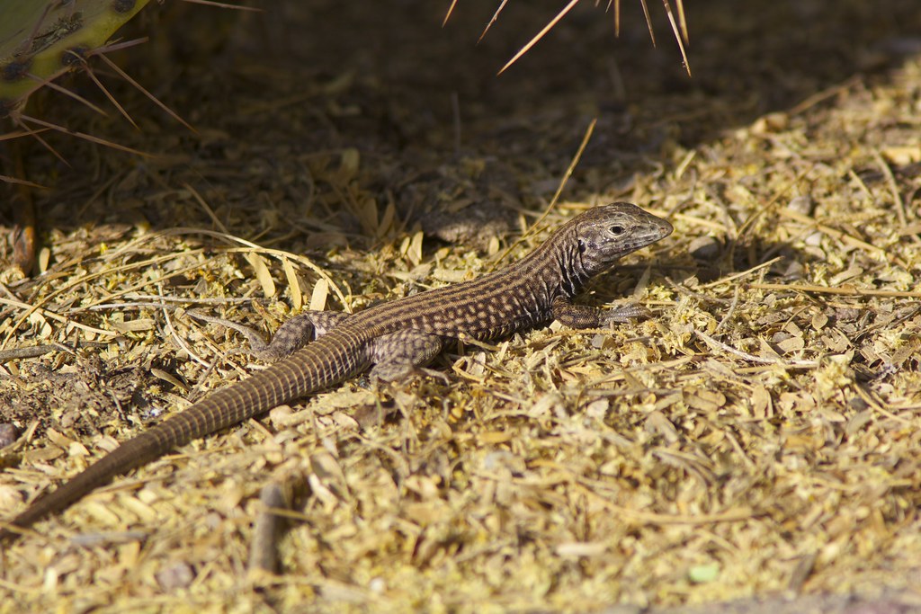 Tiger Whiptail